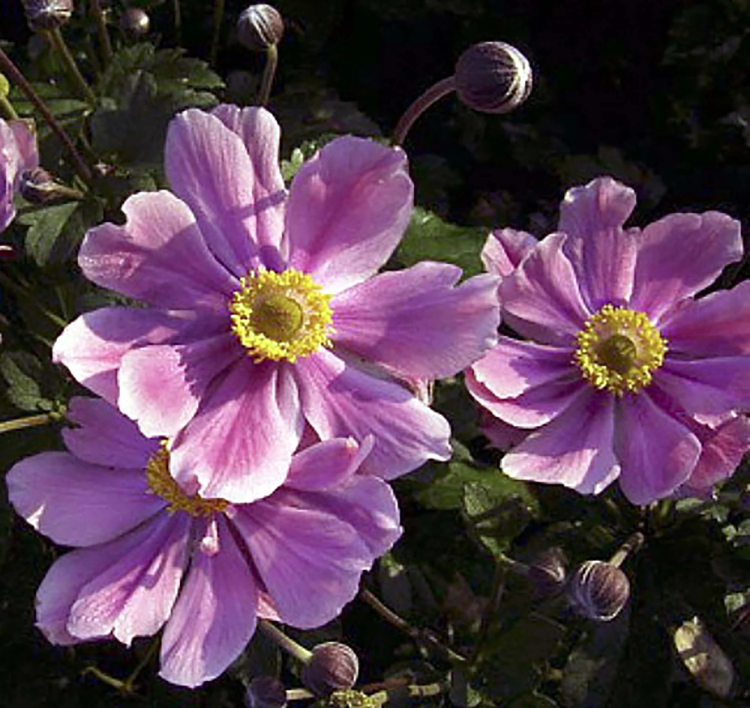 September Charm Japanese Anemone - Windflower - Fall Flowering - Gallon Pot