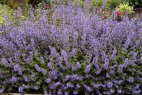 Walker's Low Catmint Perennial - Nepeta Faassenii - Live Plant - Gallon Pot - Image 3