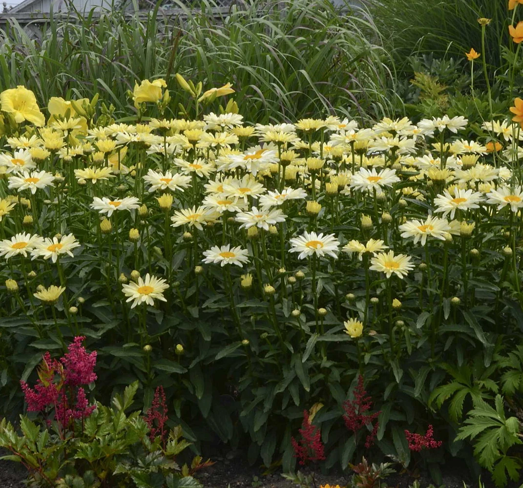 Banana Cream Shasta Daisy - Leucanthemum - Compact Plant - Gallon Pot - Image 2