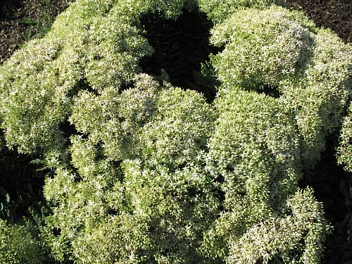 Thundercloud Sedum - Hardy Perennial Groundcover - Quart Pot - Image 4