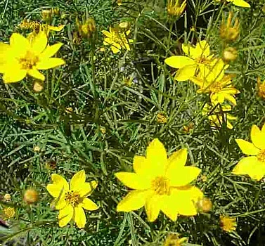Zagreb Coreopsis Perennial Plant - AGM WINNER - Quart Pot - Image 2