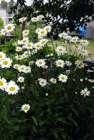 Alaska Shasta Daisy - Leucanthemum - Huge Flowers - Quart Pot - Image 2