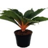 Orange Mandarin Spider Plant - Chlorophytum - Easy To Grow - 6" Pot