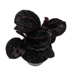 Dottie Rose Painted Prayer Plant - Calathea Roseopicta 'Dottie' - Easy - 4" Pot
