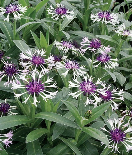 Amethyst In Snow Mountain Bluet - Centaurea Montana - Live Plant -Quart Pot - Image 3