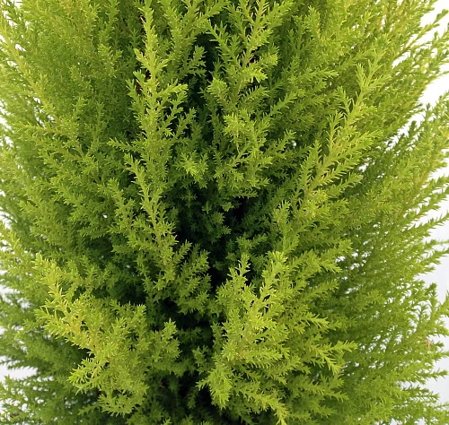 Lemon Scented Goldcrest Mini Poodle Cypress Tree - 4.5" Pot - Image 2