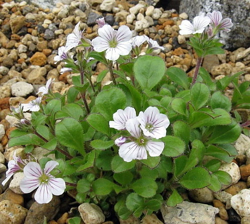 Babies Breath Mouse Ear - Gypsophila Cerastioides - Quart Pot - Image 3