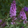 Humdinger® Orchid Annie Butterfly Bush - Buddleia - Compact - Gallon Pot