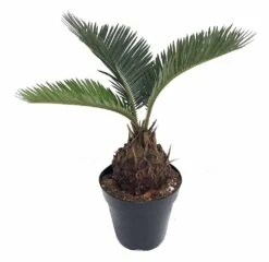 Sago Palm - Living Fossil Plant - Cycas Revoluta - 4" Pot
