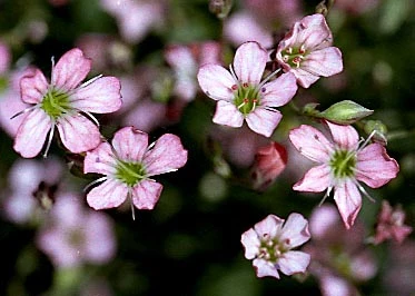 Pink Creeping Babies Breath Plant - Gypsophila Repens Rosea - Quart Pot - Image 2