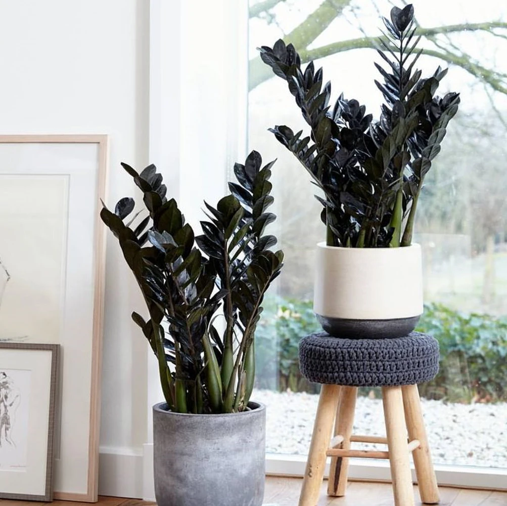 Rare Black Raven ZZ Plant - Zamioculcas Zamiifolia - 6" Pot - Collector's - Image 5