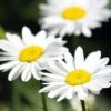 Becky Shasta Daisy - Leucanthemum - 2003 Plant Of The Year - Quart Pot