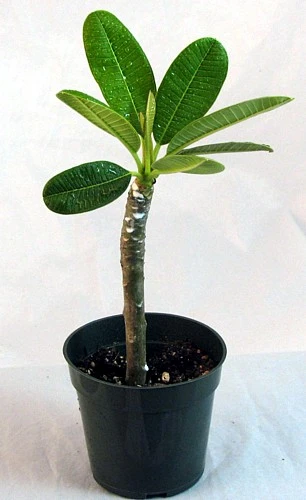 White Plumeria Plant - Frangipani - 4" Pot - Image 2