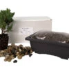 My First Bonsai Tree Kit Plus Live Japanese Juniper Tree