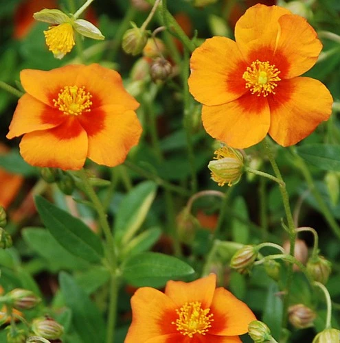 Bronze Carpet Sun Rose - Helianthemum - Quart Pot - Image 3