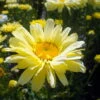 Spellbook Lumos Shasta Daisy - Leucanthemum - Quart Pot - Summer Blooming
