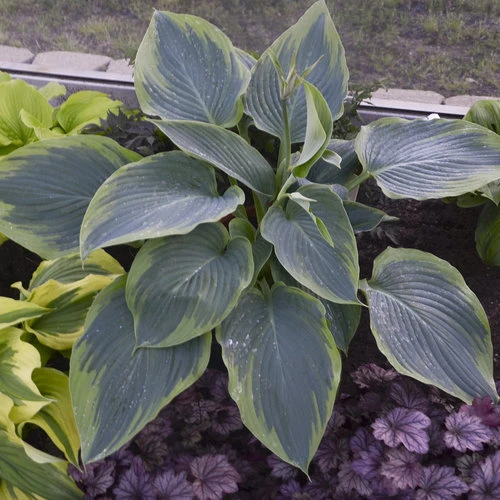Shadowland Wu La La Hosta - Shade Lover - Gallon Pot - Proven Winners