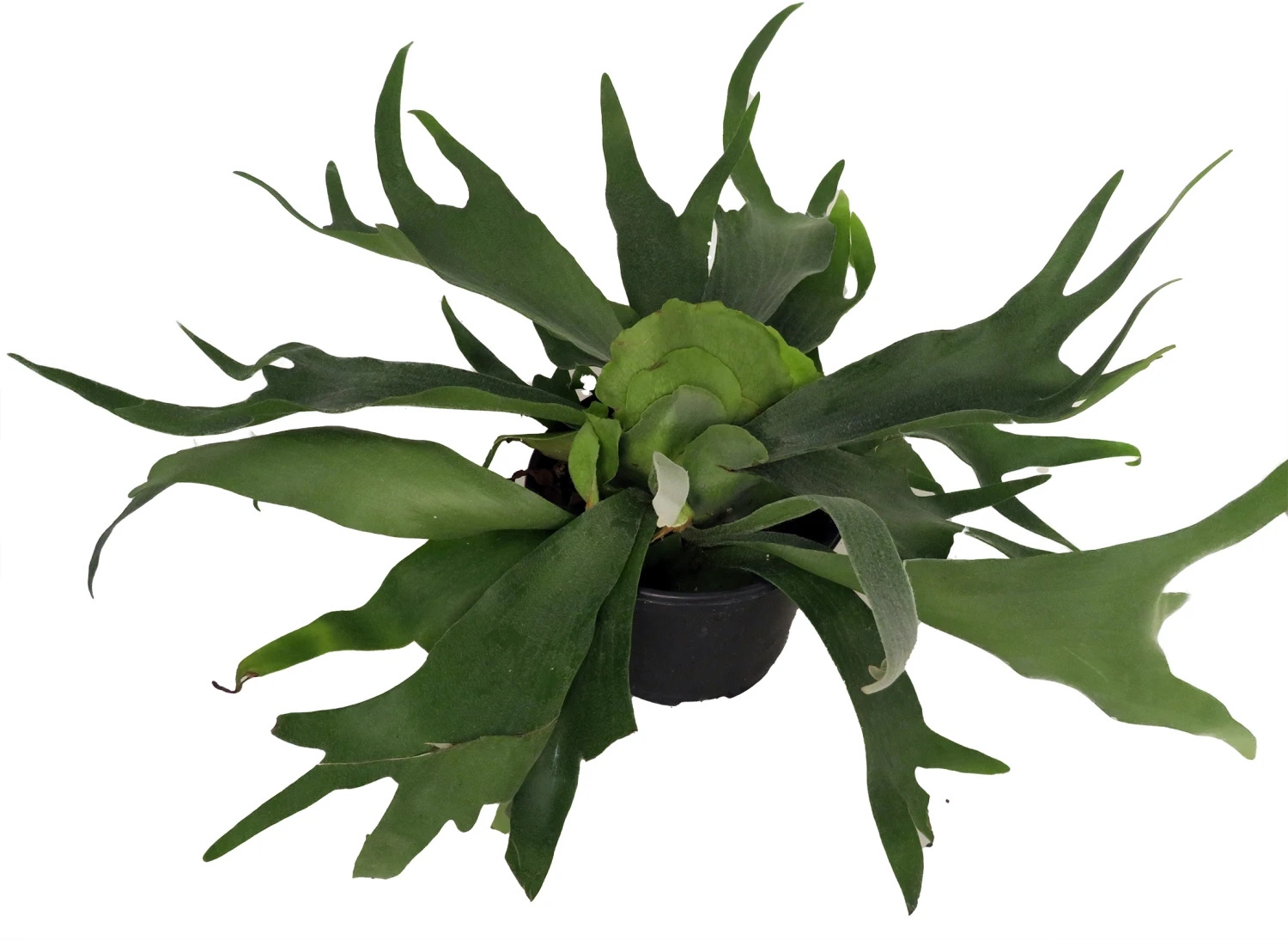 Staghorn Fern - Platycerium Biforcatum - Exotic Houseplant - 6" Pot - Image 2