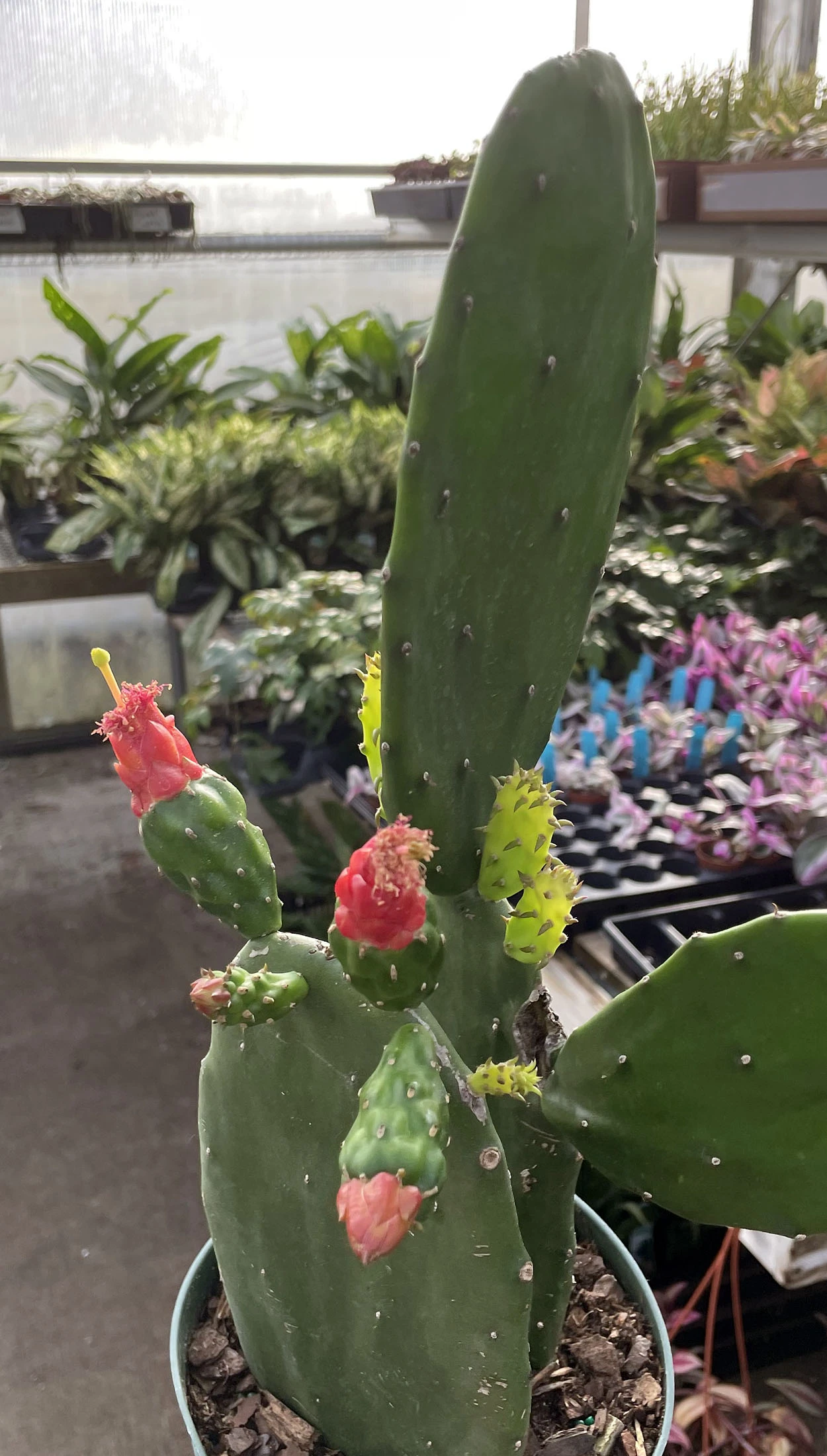 Prickly Pear Cactus - Opuntia - Great Houseplant - Easy - 6" Pot - Image 2