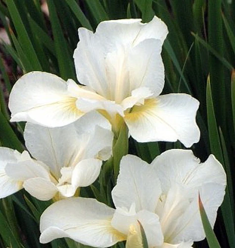 White Swirl Siberian Iris - Ivory White With A Touch Of Gold - Quart Pot - Image 3