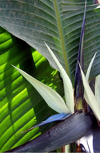 White Bird Of Paradise Plant - Strelitzia - 4" Pot - Collector's Series - Image 4