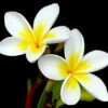 White Plumeria Plant - Frangipani - 4" Pot