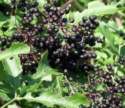Adams Elderberry Perennial Shrub - Sambucus - 3.25" Pot
