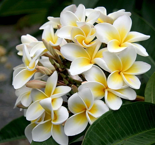 White Plumeria Plant - Frangipani - 4" Pot - Image 3