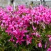Red Wings Creeping Phlox Perennial - Quart Pot