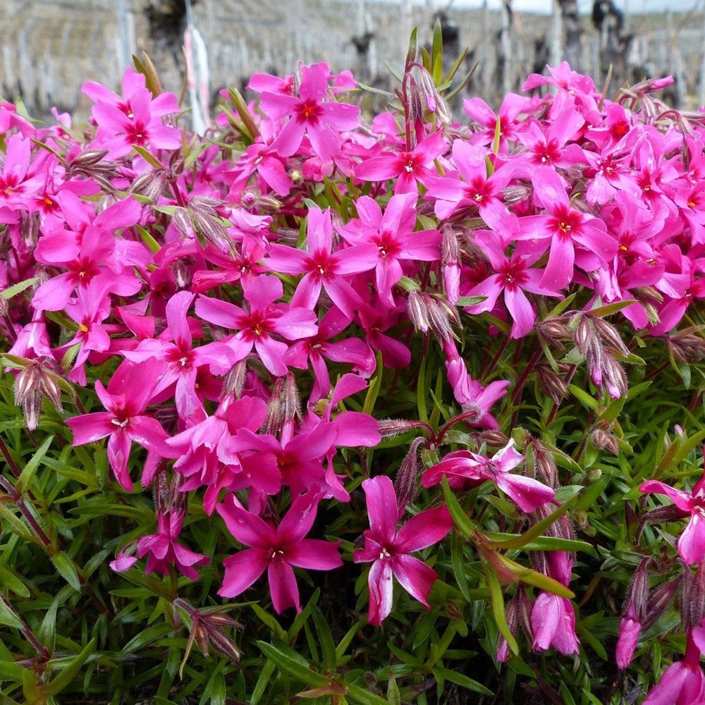 Red Wings Creeping Phlox Perennial - Quart Pot