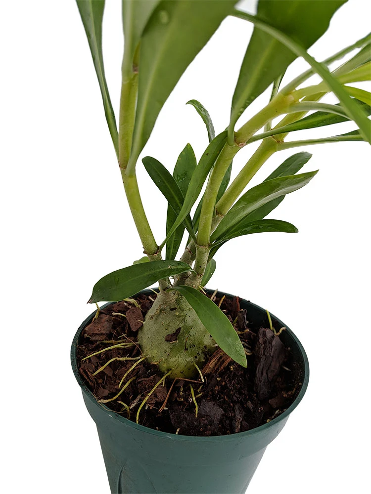 Selebicum Ant Farm Plant - Hydnophytum Moseleyanum - Easy House Plant - 5" Pot - Image 2