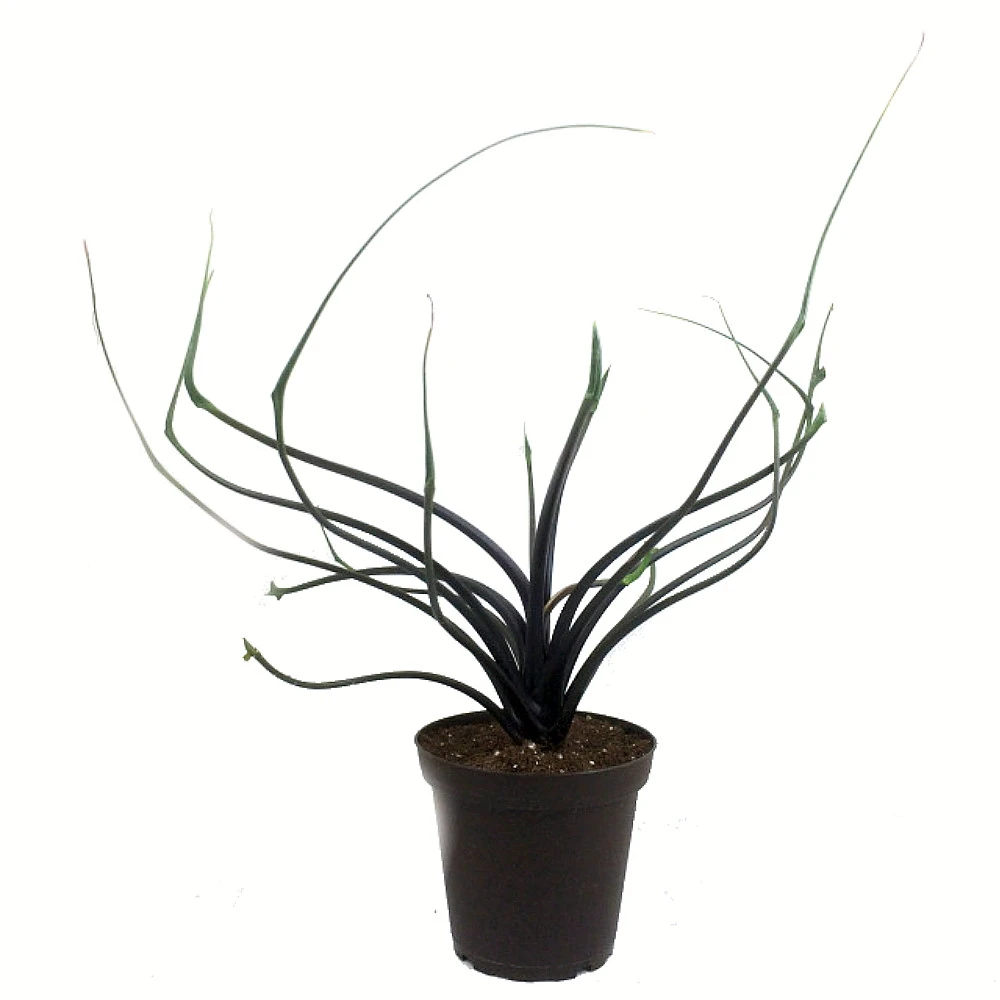 Flying Squid Mask Plant - Alocasia - Rare Houseplant -4" Pot -Collector's Series - Image 2