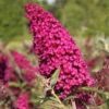 BUZZ™ Velvet Butterfly Bush - Compact/Short - Heavy Blooms -Gallon Pot- Buddleia