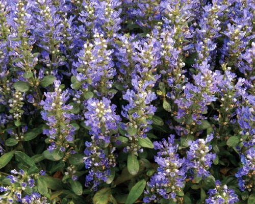 Chocolate Chip Ajuga - Carpet Bugle - Miniature Leaves - 48 Plants -1 3/4" Pot - Image 2