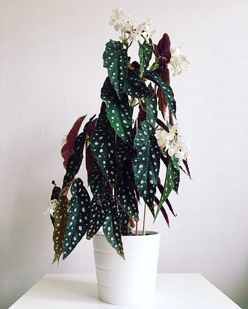 Rare Polka Dot Bat Wing Begonia Plant - Begonia Maculata Variegata - 6" Pot - Image 3