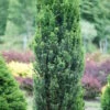 Stonehenge® Yew Taxus X Media - 4" Pot - Proven Winners