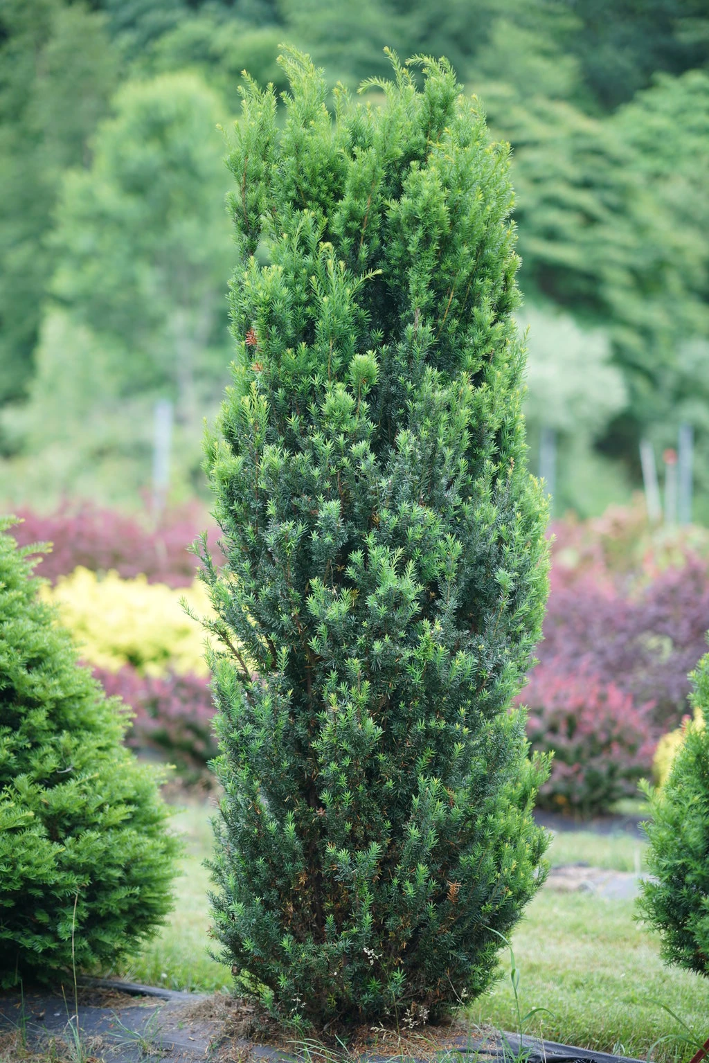 Stonehenge® Yew Taxus X Media - 4" Pot - Proven Winners