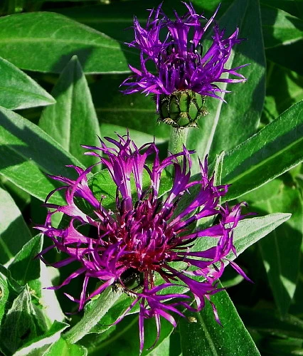 Amethyst Dream Mountain Bluet - Centaurea Montana - Quart Pot - Image 2