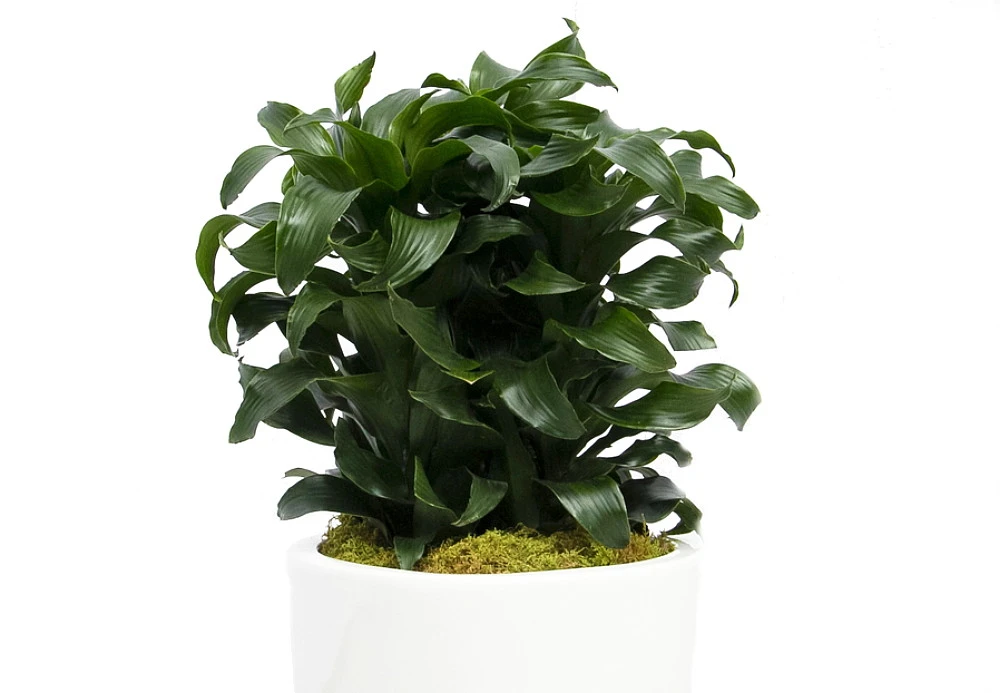 Twister Dragon Tree - Dracaena Fragrans - 6" Pot - Easy To Grow House Plant - Image 3