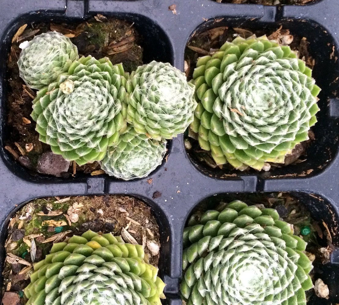 Forest Frost Hens & Chicks - Sempervivum - Very Hardy - Quart Pot - Image 2