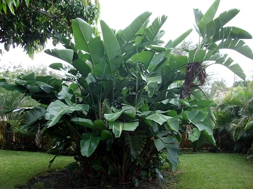 White Bird Of Paradise Plant - Strelitzia - 4" Pot - Collector's Series - Image 3