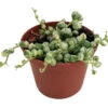 Frosted String Of Pearls - Senecio - Easy To Grow Succulent - 2.5" Pot
