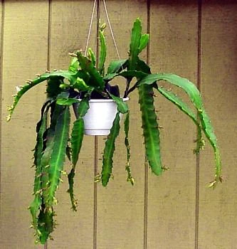 Red Orchid Cactus 4" Pot - Epiphyllum - Exotic - Image 3