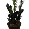 Rare Black Raven ZZ Plant - Zamioculcas Zamiifolia - 6" Pot - Collector's