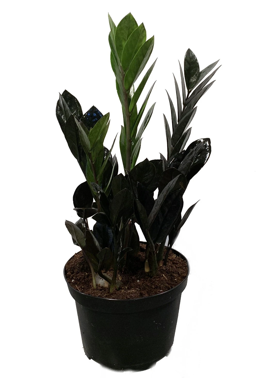 Rare Black Raven ZZ Plant - Zamioculcas Zamiifolia - 6" Pot - Collector's