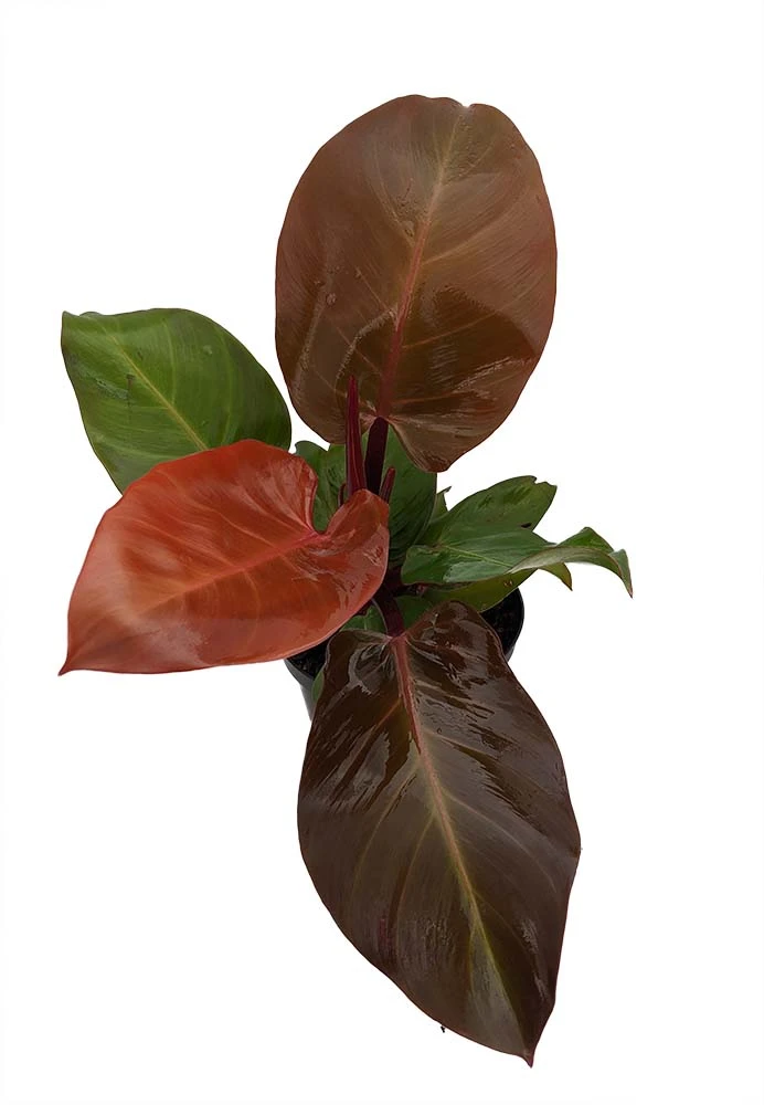 McColley's Finale Philodendron - Easy To Grow - 6" Pot - Collector's Series - Image 2