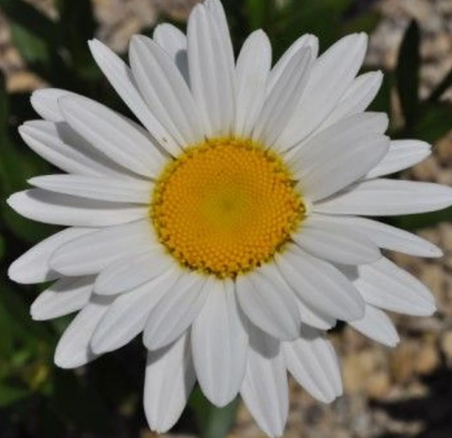 Becky Shasta Daisy - Leucanthemum - 2003 Plant Of The Year - Quart Pot - Image 3