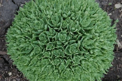Thundercloud Sedum - Hardy Perennial Groundcover - Quart Pot