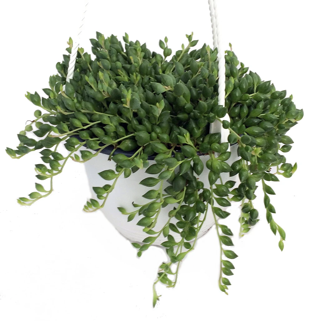 Football Plant - Senecio Radicans - 6" Hanging Basket - Succulent