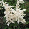 Deutschland False Spirea - Astilbe Chinensis - Very Hardy! - Quart Pot
